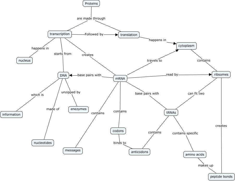 Protein Synthesis Concept Map What are Proteins Specifically?